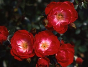 LITTLE BUCKAROO (miniature)